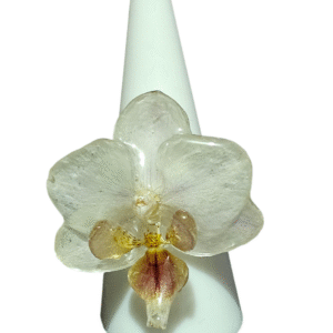 Anillo de Orquídea Phanelopsis