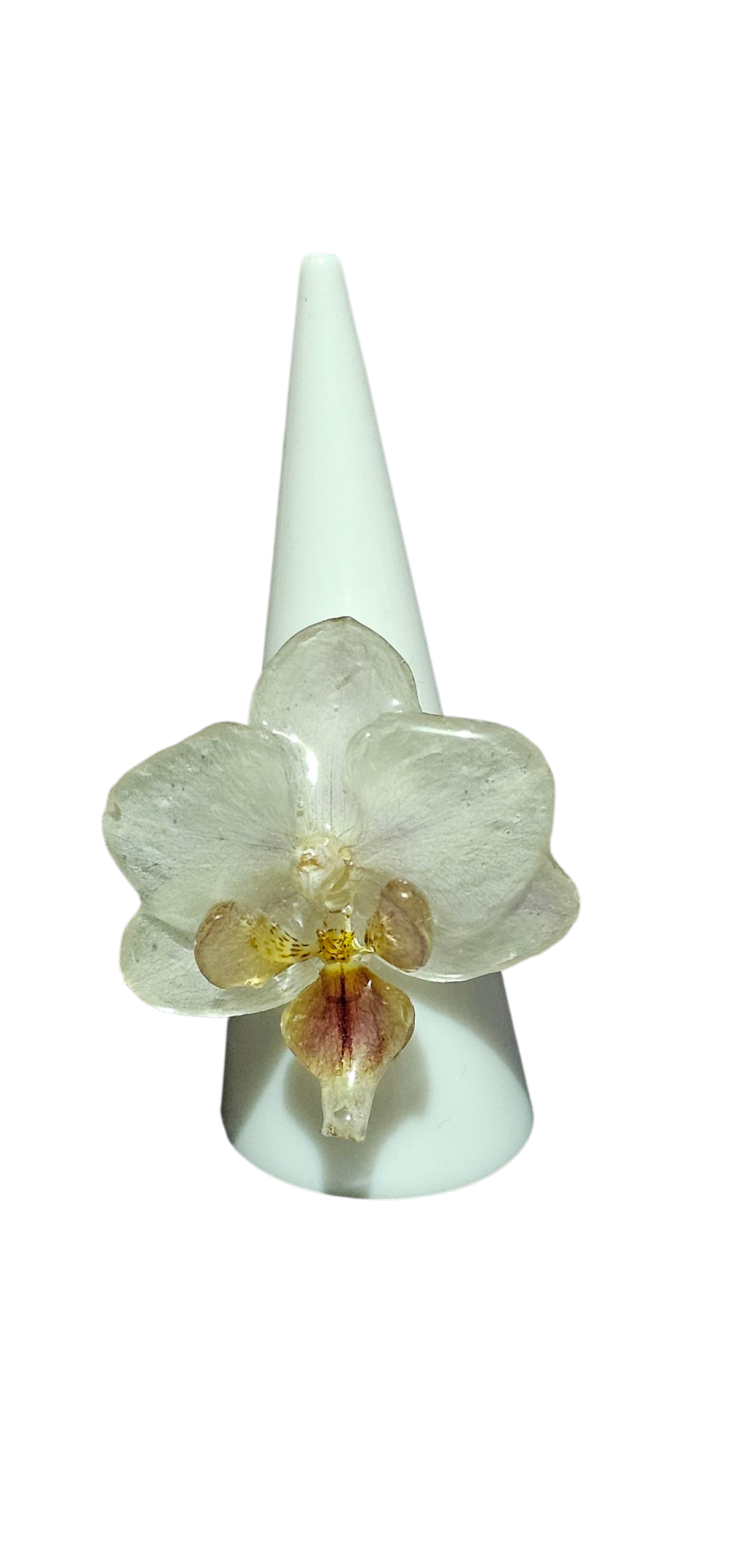 Anillo de Orquídea Phanelopsis