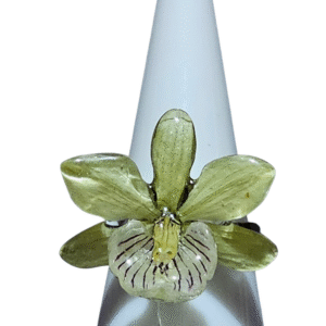 Anillo de Orquídea Prosthechea Radiata