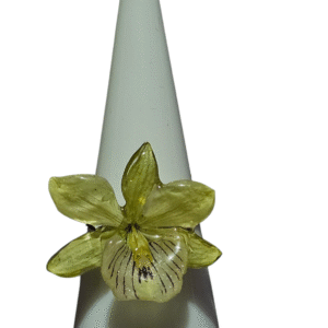 Anillo de Orquídea Prosthechea Radiata