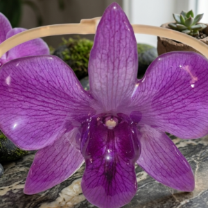 Brazalete de orquídea 132